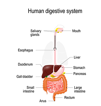 IMMUNE SYSTEM DISEASES AND DISORDERS