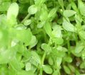 Brahmi